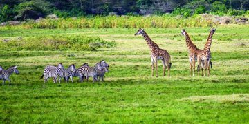 ����� ���� �������... ������ ��� 70 �� ����� �� ��������� ������