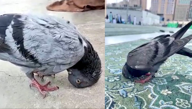 ����� ����� ������ ���� ������ ���������