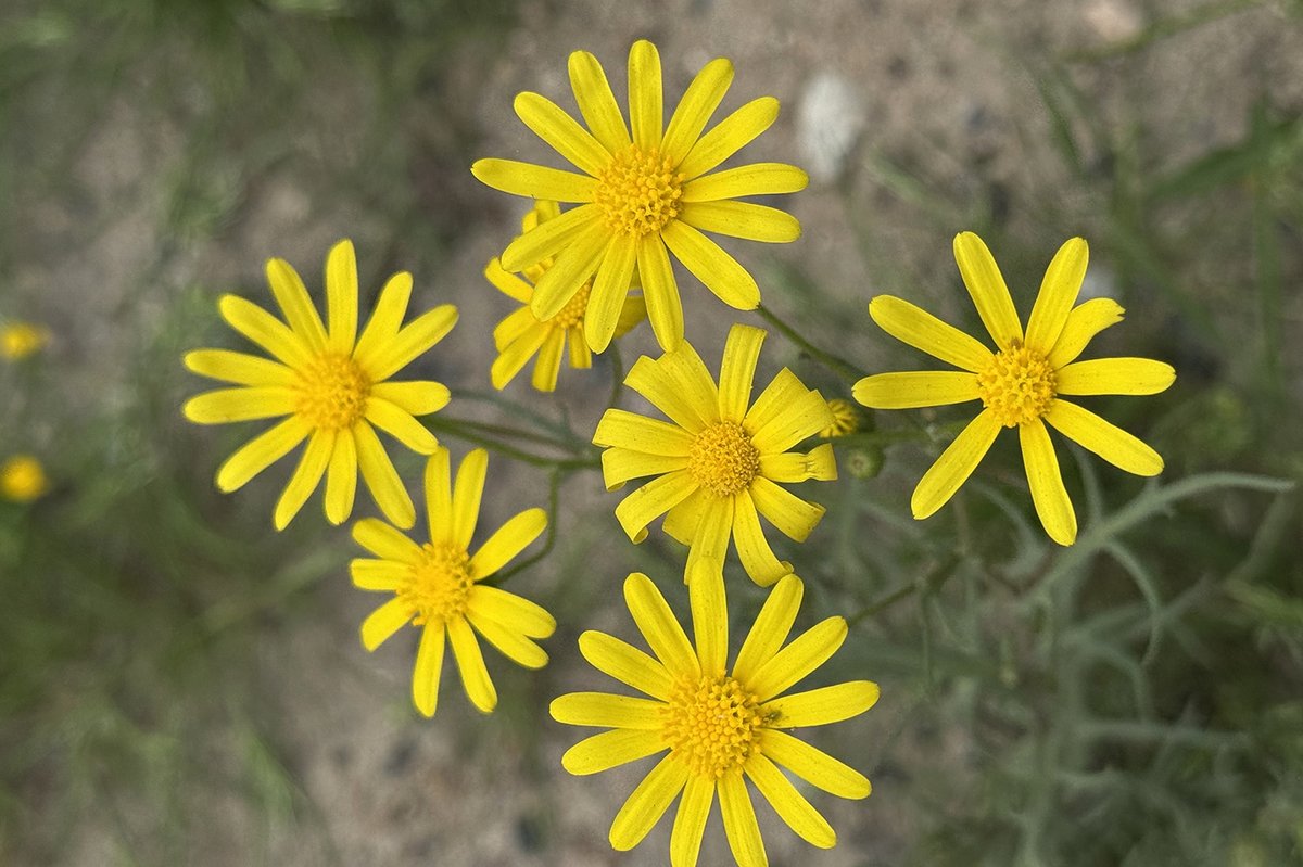 ����� ������ .. ���� ���� ������� ����� ������   