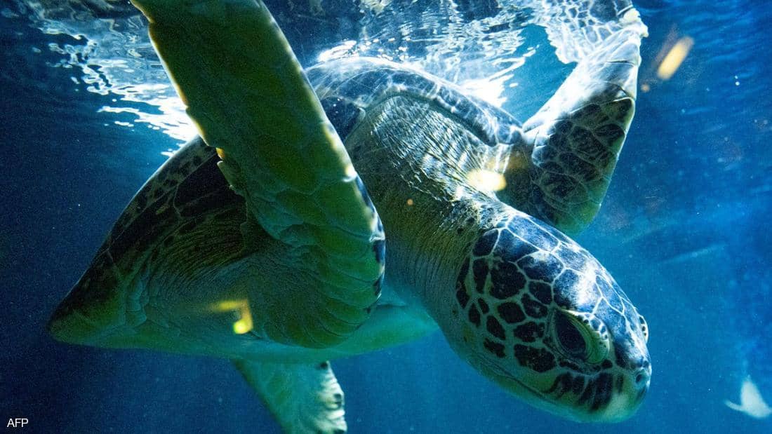 ���� 19 ���� ��� ������� ��� ������ �����