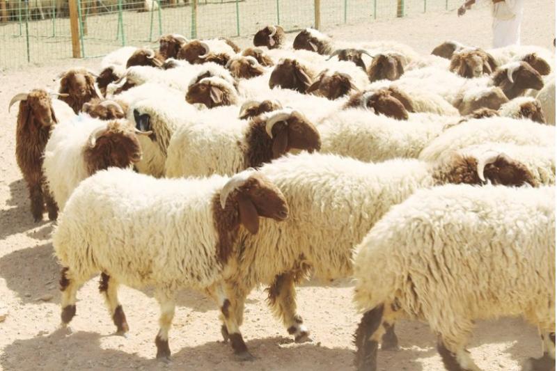 ����� ������� �������� �������� ������� �������� ����� ��� �������� ��������