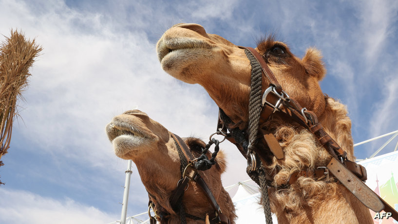  ����� ��� ���� ����� ������