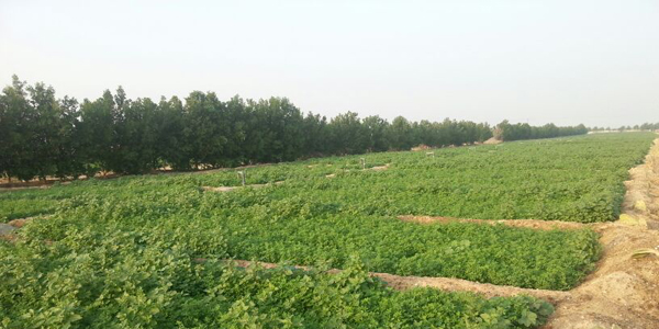 ������ ������ ������� ������� ������� : ����� ����� ������ ��� ���� ������