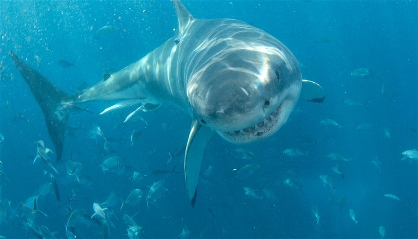 ����� ����� ����� ����� ������