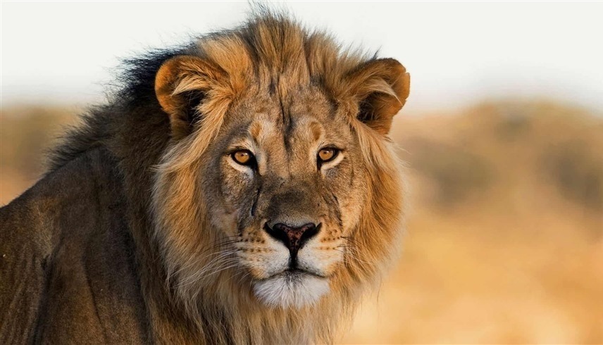 ����� ����� ���� ���� ��� �� �����