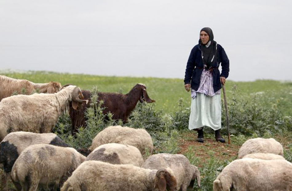 ���� �������.. ���� 8 ����� �� ���� ������ ������