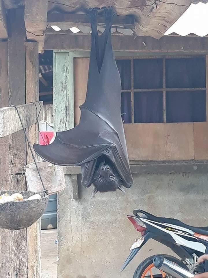   ..         
